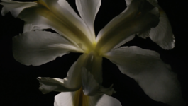 JEAN-BAPTISTE VILLECHAIZE