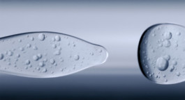 JEAN-BAPTISTE VILLECHAIZE