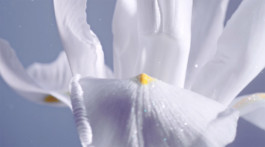 JEAN-BAPTISTE VILLECHAIZE