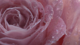 JEAN-BAPTISTE VILLECHAIZE